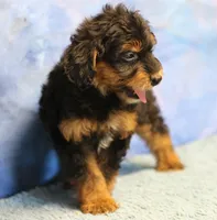 Freckles - Black Phantom Male 2, a male Miniature Aussiedoodle for sale in Lawton, OK – 7 of 10