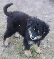 Okie - Black Tri Female, a female Toy Australian Shepherd and Miniature Aussiedoodle for sale in Lawton, OK – 10 of 10