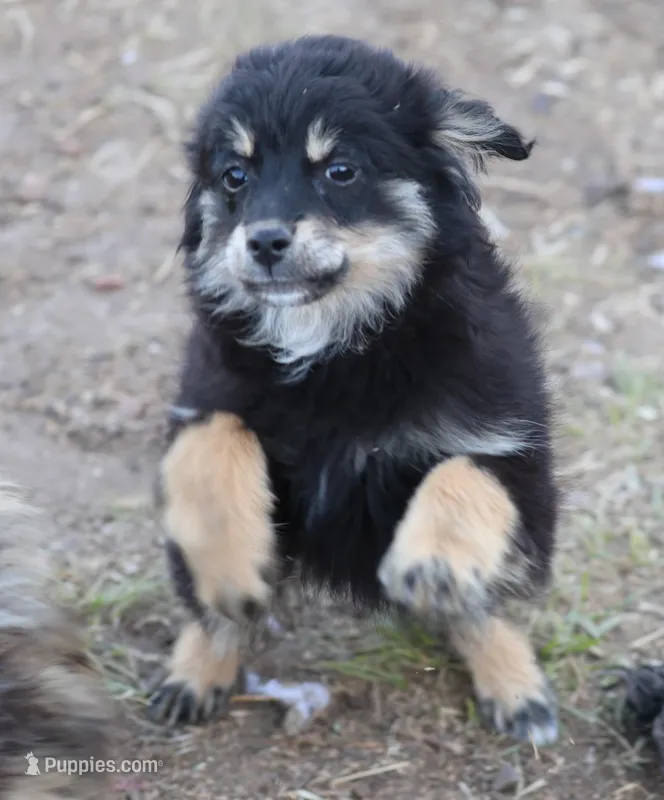 Okie - Black Tri Female – Toy Australian Shepherd, Miniature Aussiedoodle puppy for sale in Lawton, OK