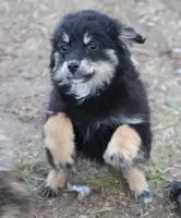 Okie - Black Tri Female, a female Toy Australian Shepherd and Miniature Aussiedoodle for sale in Lawton, OK – 1 of 10