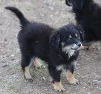 Okie - Black Tri Female, a female Toy Australian Shepherd and Miniature Aussiedoodle for sale in Lawton, OK – 4 of 10