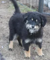 Okie - Black Tri Female, a female Toy Australian Shepherd and Miniature Aussiedoodle for sale in Lawton, OK – 2 of 10