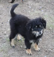 Okie - Black Tri Female, a female Toy Australian Shepherd and Miniature Aussiedoodle for sale in Lawton, OK – 7 of 10