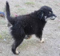 Okie - Black Tri Female, a female Toy Australian Shepherd and Miniature Aussiedoodle for sale in Lawton, OK – 8 of 10