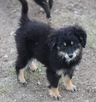 Okie - Black Tri Female, a female Toy Australian Shepherd and Miniature Aussiedoodle for sale in Lawton, OK – 5 of 10
