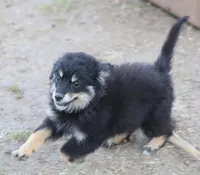 Okie - Black Tri Female, a female Toy Australian Shepherd and Miniature Aussiedoodle for sale in Lawton, OK – 3 of 10