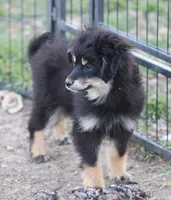 Okie - Black Tri Female, a female Toy Australian Shepherd and Miniature Aussiedoodle for sale in Lawton, OK – 6 of 10