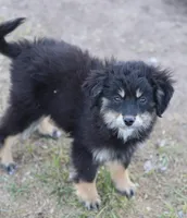 Okie - Black Tri Female, a female Toy Australian Shepherd and Miniature Aussiedoodle for sale in Lawton, OK – 9 of 10