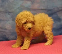 Tiffany - Cream Female, a female Goldendoodle for sale in Lawton, OK – 5 of 10