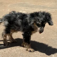 Freckles - Blue Merle Male 1, a male Miniature Aussiedoodle for sale in Lawton, OK – 5 of 10