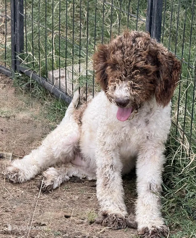 Tiffany - Chocolate Parti Female  – Goldendoodle puppy for sale in Lawton, OK