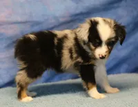 Tiny Tot - Blue Merle Male, a male Toy Australian Shepherd for sale in Lawton, OK – 2 of 10