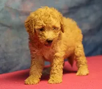 Tiffany - Cream Female, a female Goldendoodle for sale in Lawton, OK – 10 of 10