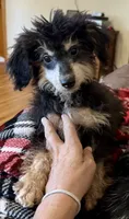 Freckles - Black Phantom Male 1, a male Miniature Aussiedoodle for sale in Lawton, OK – 7 of 10