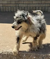 Freckles - Blue Merle Male 2, a male Miniature Aussiedoodle for sale in Lawton, OK – 10 of 10