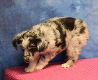 Tiny Tot - Blue Merle Female, a female Toy Australian Shepherd for sale in Lawton, OK – 8 of 8