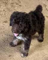 CT - Chocolate Phantom Female , a female Goldendoodle for sale in Lawton, OK – 3 of 4