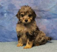Freckles - Blue Merle Male 2, a male Miniature Aussiedoodle for sale in Lawton, OK – 8 of 8