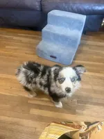 Oakley - Blue Merle Female 3, a female Miniature Australian Shepherd for sale in Lawton, OK – 7 of 10
