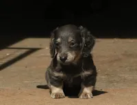 Chloe - Blue & Cream Female, a female Miniature Dachshund for sale in Lawton, OK – 1 of 10
