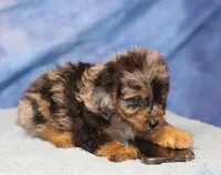 Freckles - Blue Merle Male 1, a male Miniature Aussiedoodle for sale in Lawton, OK – 4 of 10