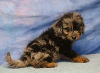 Freckles - Blue Merle Male 1, a male Miniature Aussiedoodle for sale in Lawton, OK – 5 of 10