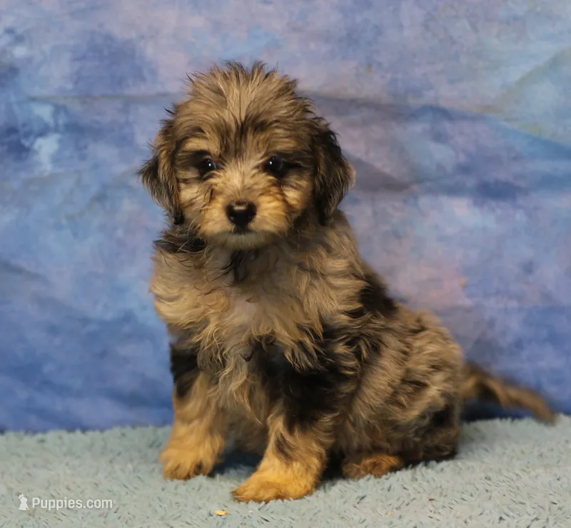Freckles - Blue Merle Male 2 – Miniature Aussiedoodle puppy for sale in Lawton, OK