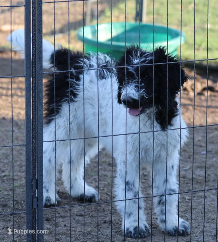 Zoe - Black Parti Male – Bernedoodle puppy for sale in Lawton, OK
