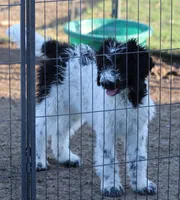 Zoe - Black Parti Male, a male Bernedoodle for sale in Lawton, OK – 1 of 8