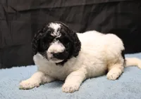 Zoe - Black Parti Male, a male Bernedoodle for sale in Lawton, OK – Photo 9 of 10