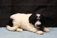 Zoe - Black Parti Male, a male Bernedoodle for sale in Lawton, OK – Photo 8 of 10