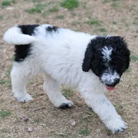Zoe - Black Parti Male, a male Bernedoodle for sale in Lawton, OK – Photo 5 of 6