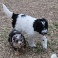 Zoe - Black Parti Male, a male Bernedoodle for sale in Lawton, OK – Photo 3 of 6