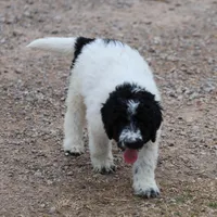 Zoe - Black Parti Male, a male Bernedoodle for sale in Lawton, OK – Photo 4 of 6