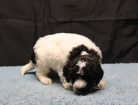 Zoe - Black Parti Male, a male Bernedoodle for sale in Lawton, OK – Photo 7 of 10