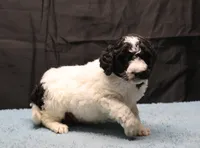 Zoe - Black Parti Male, a male Bernedoodle for sale in Lawton, OK – Photo 2 of 10