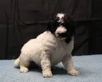 Zoe - Black Parti Male, a male Bernedoodle for sale in Lawton, OK – Photo 3 of 10