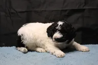 Zoe - Black Parti Male, a male Bernedoodle for sale in Lawton, OK – Photo 4 of 10