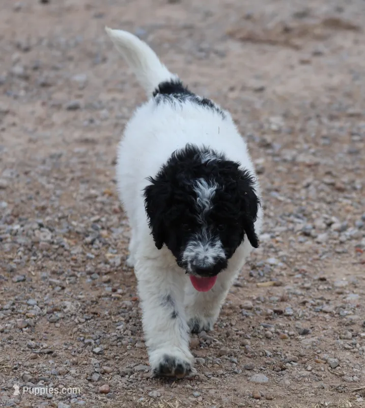 Zoe - Black Parti Male