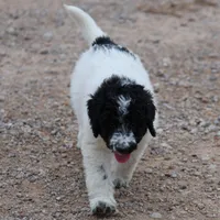 Zoe - Black Parti Male, a male Bernedoodle for sale in Lawton, OK – Photo 1 of 6