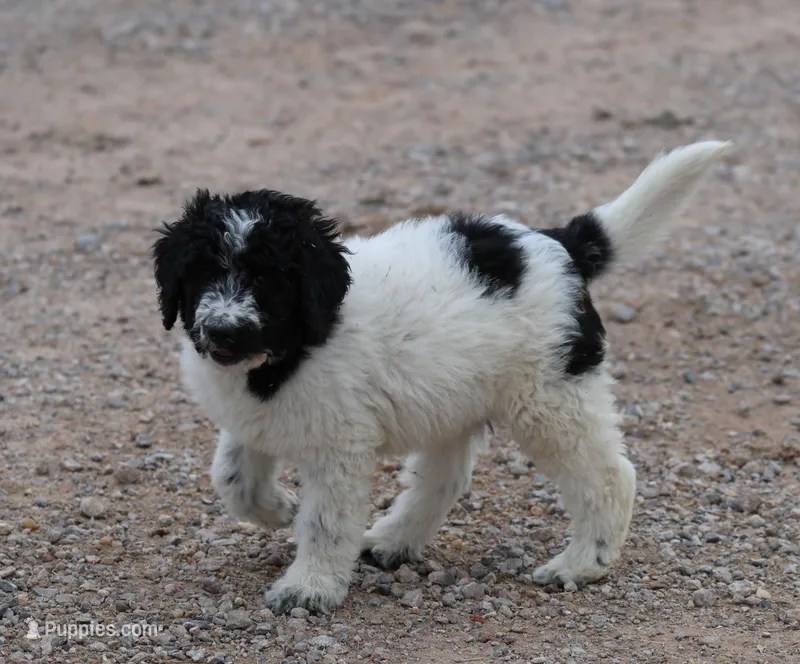 Zoe - Black Parti Male – Bernedoodle puppy for sale in Lawton, OK