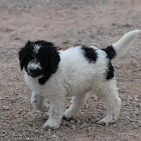 Zoe - Black Parti Male, a male Bernedoodle for sale in Lawton, OK – Photo 2 of 6