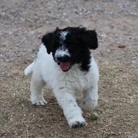 Zoe - Black Parti Male, a male Bernedoodle for sale in Lawton, OK – Photo 6 of 6