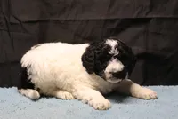 Zoe - Black Parti Male, a male Bernedoodle for sale in Lawton, OK – Photo 6 of 10