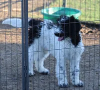 Zoe - Black Parti Male, a male Bernedoodle for sale in Lawton, OK – 2 of 8