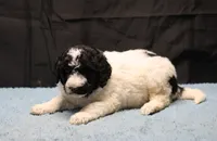 Zoe - Black Parti Male, a male Bernedoodle for sale in Lawton, OK – Photo 1 of 10