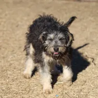 Belle - Black Tri Female, a female Miniature Bernedoodle for sale in Lawton, OK – Photo 4 of 10