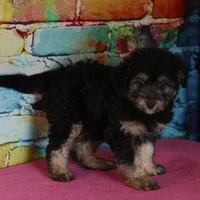 Belle - Black Tri Female, a female Miniature Bernedoodle for sale in Lawton, OK – Photo 10 of 10