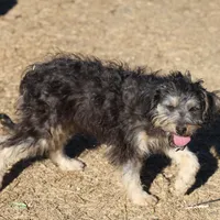 Belle - Black Tri Female, a female Miniature Bernedoodle for sale in Lawton, OK – Photo 2 of 10