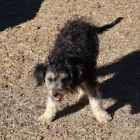 Belle - Black Tri Female, a female Miniature Bernedoodle for sale in Lawton, OK – Photo 6 of 10